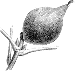 Juglans regia longirostris are distinguished by its long beaked fruits.