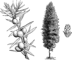 The common name of juniperus communis hibernica is Irish juniper. The branches are erect with numerous, rigid, closet set branchlets. The habit of growth is somewhat column shaped.