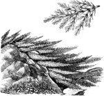 The common name of juniperus sabina is common savin. The shrub grows between five and eight feet tall. The leaves are small and scale like.