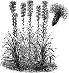 The common names of liatris are blazing star and button snake root. The spicata variety has purple flowers heads that grow in spikes six to fifteen inches long. The entire plant is one to two feet tall.