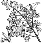 Ligustrum lucidum flowers are white and grow in much spreading panicles. The plant grows between eight and twelve feet tall.