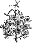 Lilium tigrinum splendens sometimes has twenty five flowers to a stem.