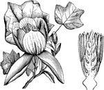 Tulip tree is the common name of liriodendron tulipifera. The flowers are variegated with green, yellow, and orange. The flowers are large and one grows on the end of each stem. The picture shows a flowering branchlet and the longitudinal section of a flower with the sepals and petals removed.