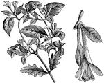 The common name of lonicera is honeysuckle. The caprifolium variety has yellowish flowers with a bluish tube. The flowers are two inches long and highly fragrant.