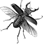 Stag beetle is the common name of lucanus cervus. The male has enormously developed jaws.