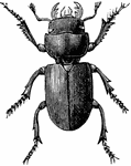 The small stag beetle is common in the south of England. Small stag beetle is the common name of dorcus parallelopipedus.