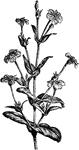 Lychnis coronaria flowers are red. Each penduncle has one flower. The flowers bloom in July.