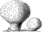 Lycoperdon are commonly known as puff balls. The gemmatum variety look like white balls and have a fleshy texture. Some have an indistinct stalk and others have no stalk.