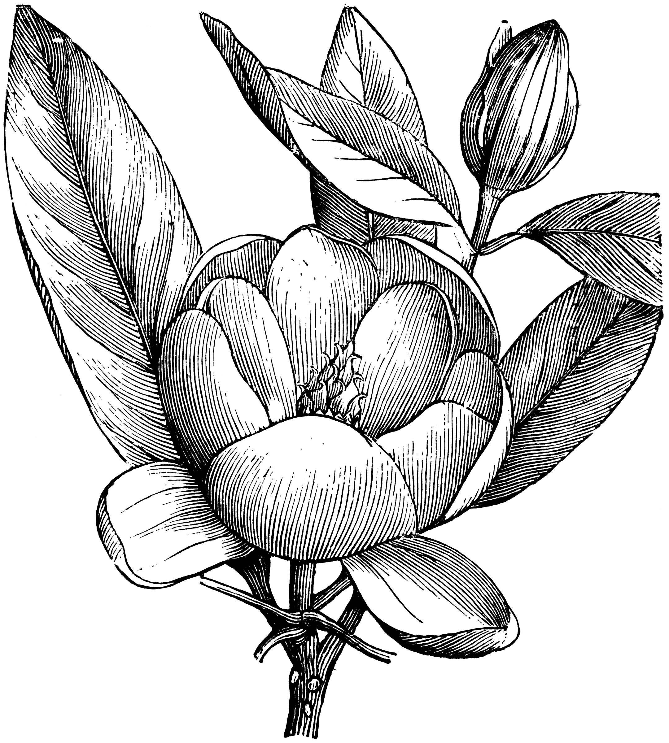 Flowering Branchlet of Magnolia Glauca | ClipArt ETC