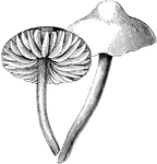 The marasmius oreades mushroom varies from one to two inches across the cap. The stalk is about two or three inches long. This mushroom is edible.