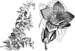 The flowers of maurandya scandens are purplish violet. The leaves are heart shaped and deeply serrated.