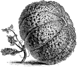 The cantaloup melon has an irregular surface and both the skin and flesh are variable in color. The cantaloup melon is said to be the first cultivated in Europe.