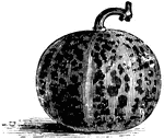 Queen Anne's Pocket Melon is also known as the Dudaim Melon. This melon is very small and round. The melon is marbled with brown on an orange or orange red ground.