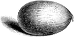 The winter melon is the largest of the white fleshed kinds. This melon varies in size and color.
