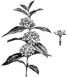 The flowers of mitrostigma axillare are white and very fragrant. The flowers bloom in spring.