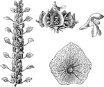 Pictured is the upper portion of the plant, a single whorl of flowers, the corolla, and the large calyx of the moluccella laevis. The corolla is white and shorter than the limb of the calyx.
