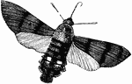 The humming bird hawk moth has long, narrow front wings. The front wings move rapidly causing the moth to fly in a peculiar fashion.