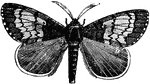 The wings of the gipsy moth are relatively weak. The antennae are feathered on either side.