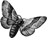 The lackey moth belongs to the same tribe as the gipsy moth, brown tail moth, gold tail moth, tiger moth, and vapourer moth. This tribe is known as bombycina.