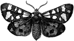 The tiger moth belongs to the bombycina tribe of moths.