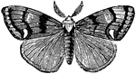 The vapourer moth belongs to the bombycina tribe of moths.