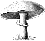 Common mushroom is the common name of agaricus campestris. Mushroom is the popular name given to a group of fungi.