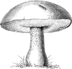 Boletus edulis is an edible mushroom. It is often dried. The lower surface of the cap shows numerous pores.