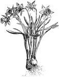 Daffodil is the common name of pseudo-narcissus. The minor nanus variety has flowers that are between the sizes of the minor and minimus varieties.