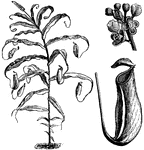 Pictured are the habit, detached portion of inflorescence, and pitcher of the phyllamphora variety of the pitcher plant. The leaves are large, oblong, and bright green. The pitchers are the same colors as the leaves and are five to ten inches long.