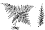 The nephrodium leuzeanum fern has fronds that are four to six feet long. The pinnae are about one to one and a half feet long. This fern can be found from North India to Fiji.