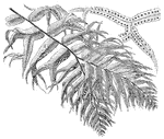 Pictured are a portion of the frond and detached pinna of the nephrolepis davallioides furcans fern. This fern is a beautiful and crested variety. The arching fronds are three to four feet long.