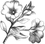 The corolla of the nolana paradoxa flower is funnel shaped. The flowers bloom in summer. This plant is native to Chili.