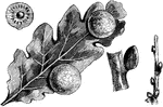 A pictures galls on the lower surface of an oak leaf. B picture galls on a young twig.