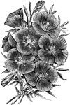 Oenthera Lady Albemarle has distinct, showy crimson flowers. It is a dwarf variety.