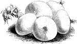 Early white Naples onions are an early form of the silver skinned section. The little bulbs are produced in early spring.