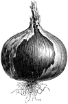 The Naples giant rocca onion has a roundish, large bulb. The flesh is thick and white.