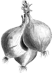 Trebons onions have large bulbs that taper to the stalk or neck. The flesh is pale and soft.