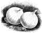 The queen onion is a small and very early variety of the silver-skinned section. The bulbs are very small but firm and solid. The skin is thin and silvery white.