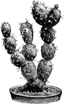 Opuntia boliviana is a variety of prickly pear. The joints of the plant are about two inches long and are pale green. The prickles are three to four inches long.
