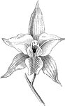 The sepals are the three narrower parts situated behind, and overlapped by, the petals. The dark, central spot is the opening of the nectary.