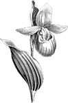 Cypripedium spectabile is an orchid. It is also a variety of the lady's slipper.