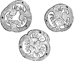 Pictured are three cross sections from the ovary of hypericum hirsutum. A is from the upper part, B is from near the middle, and C is from the base of the ovary.