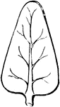 An ovate leaf is the shape of an egg. The broad end is downwards.