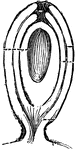 The two coverings of the ovule are called the inner and outer coats.