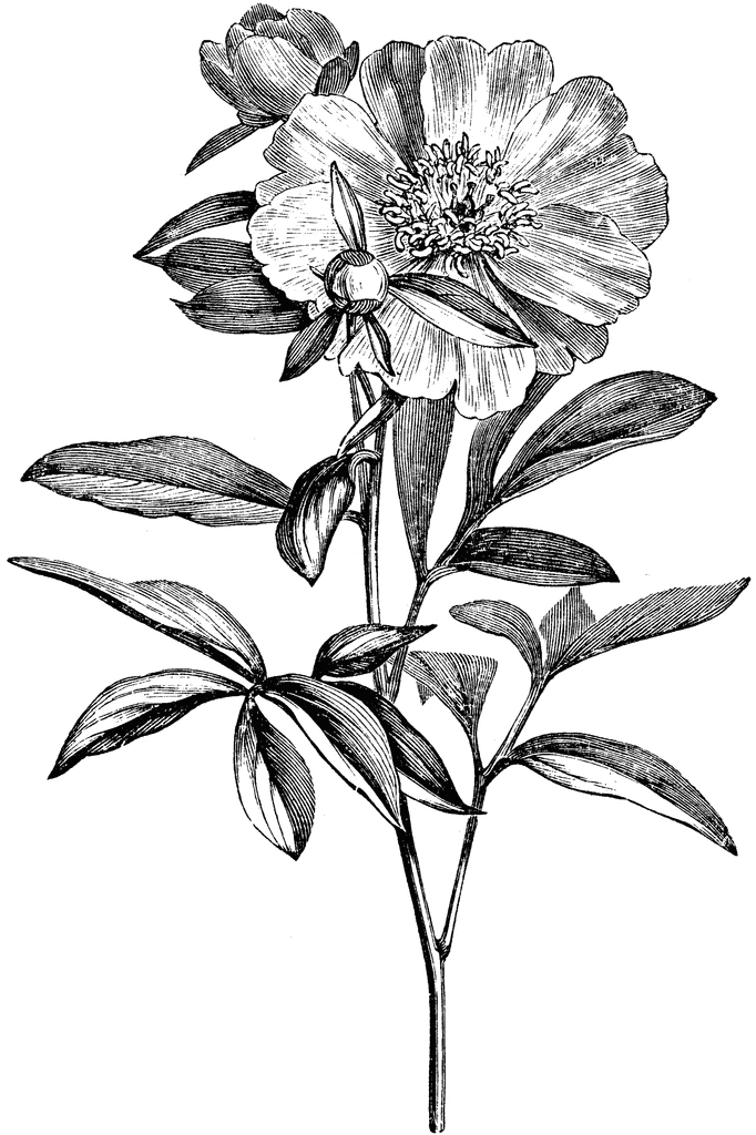 Flowering Branch of Paeonia Albiflora | ClipArt ETC