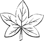 A palmatifid leaf is cut half way to the base in a palmate manner.