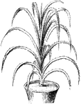 Pandanus odoratissimus is a garden synonym of pandanus utilis.