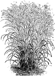 Panicum virgatum is a variety of panick-grass. The grass grows three to five feet tall.