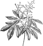 The common name of pavia rubra is red buckeye. The flowers are bright red and bloom in May. The plant grows ten feet high.