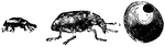 Pictured are the beetle of the natural size (a), and enlarged (b), and a pea (c) in which the hole of exit is seen on one side. These beetles are very small and black with dense, silky hairs.